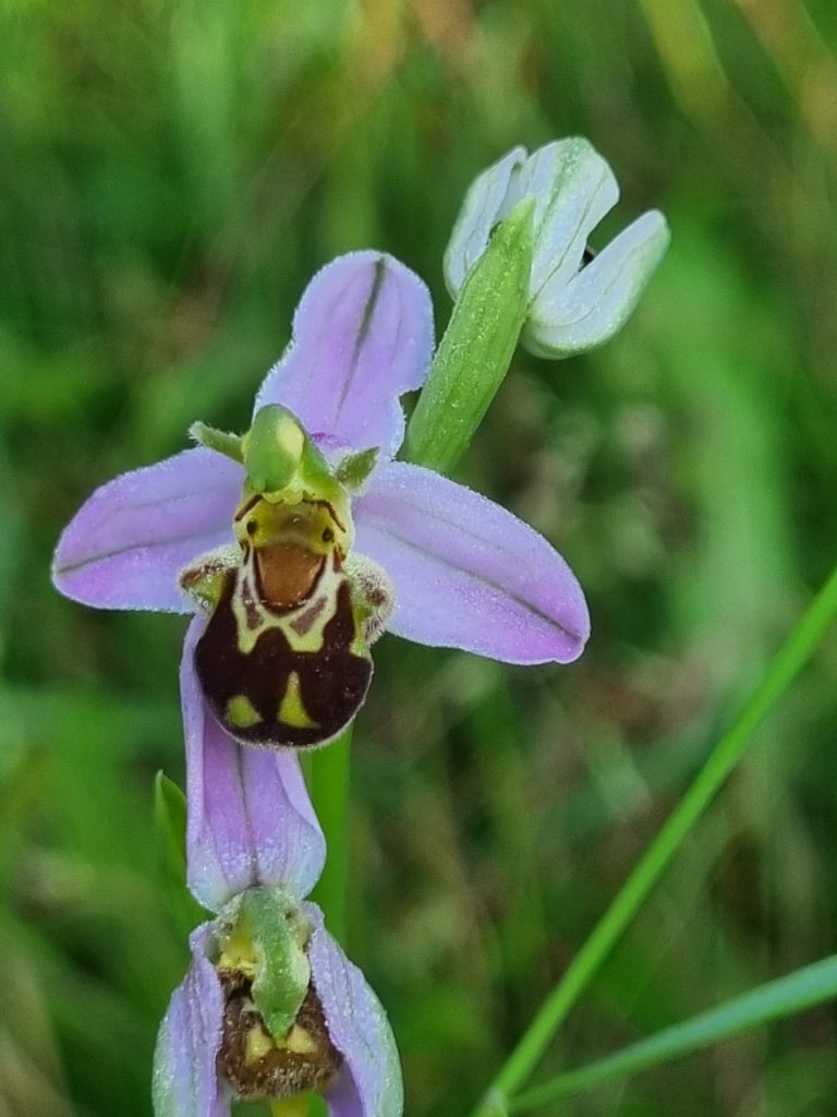 ophrys-dg